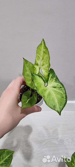 Сингониумы сортовые Часть 1