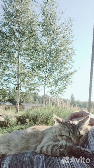 Молоденький котик