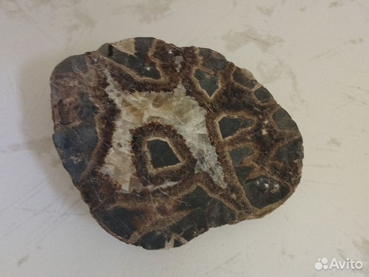 Черепаший камень септария