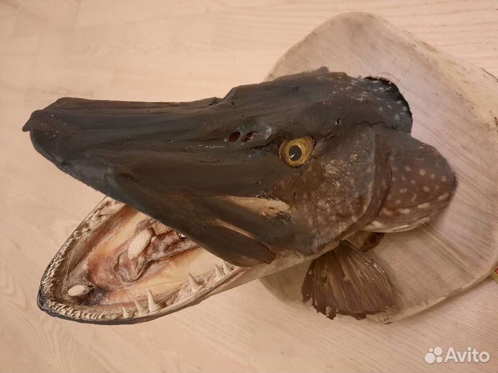 Чучело щуки 9 кг, 100 см. 33х28х28 см