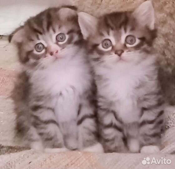 Котята в добрые руки бесплатно
