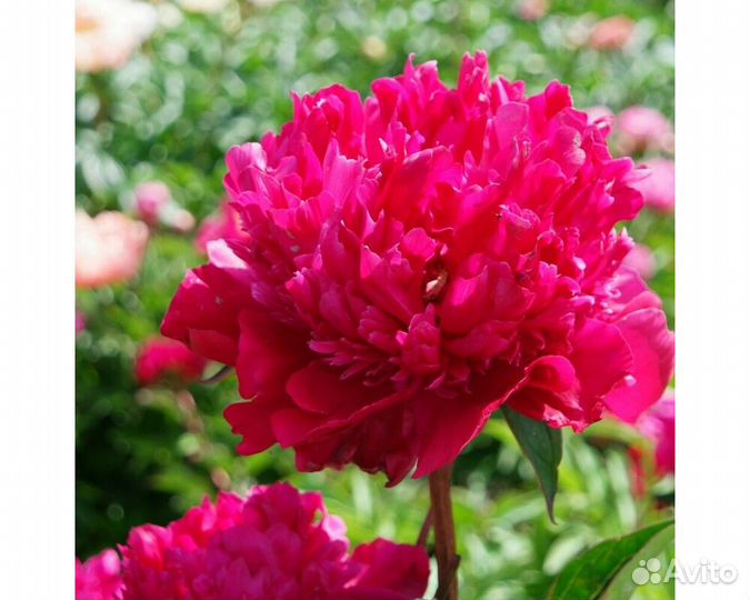 Пион Many Happy Returns