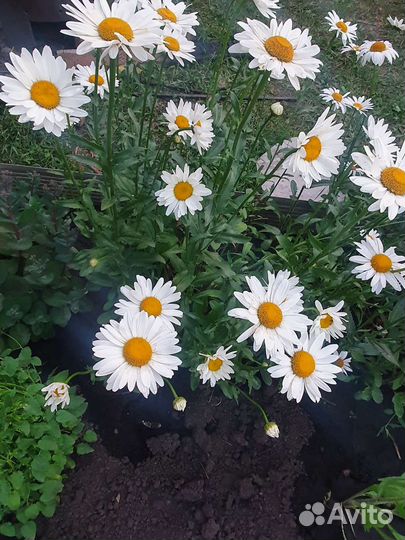 Многолетники садовые