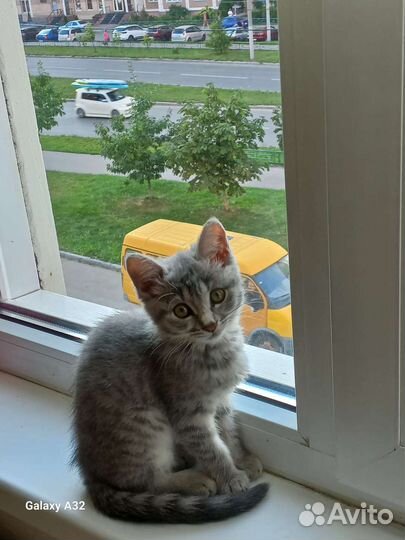 Кошка в дар бесплатно