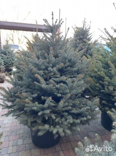 Живая ель в горшке (елка)