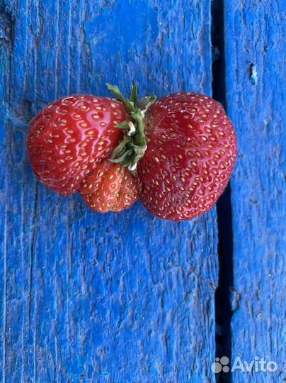 Элитная Земляника клубника саженцы