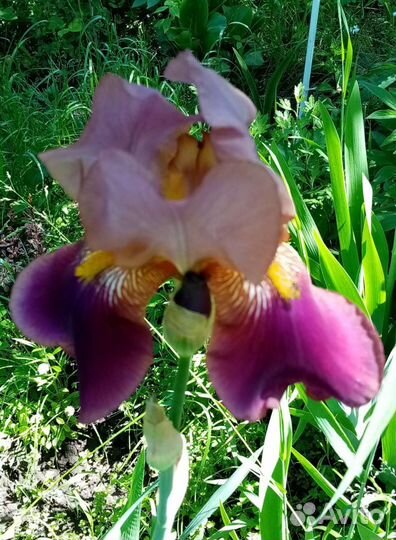 Сортовые ирисы, лилейник и много других цветов