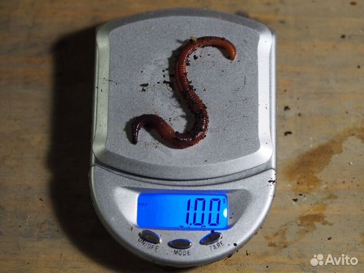 Червь «Красный маньчжурец» для компоста и рыбалки