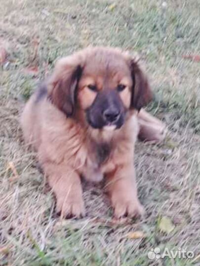 Щенок на охрану