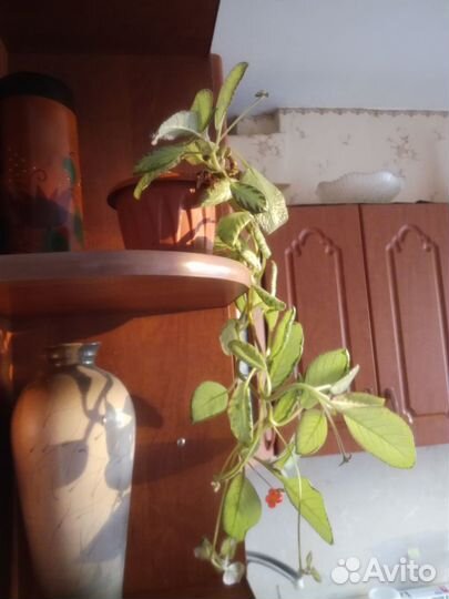 Эписция - комнатный цветок