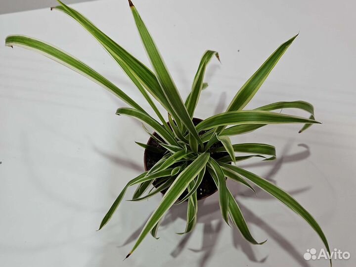 Бегония чёрный принц, хлорофитум