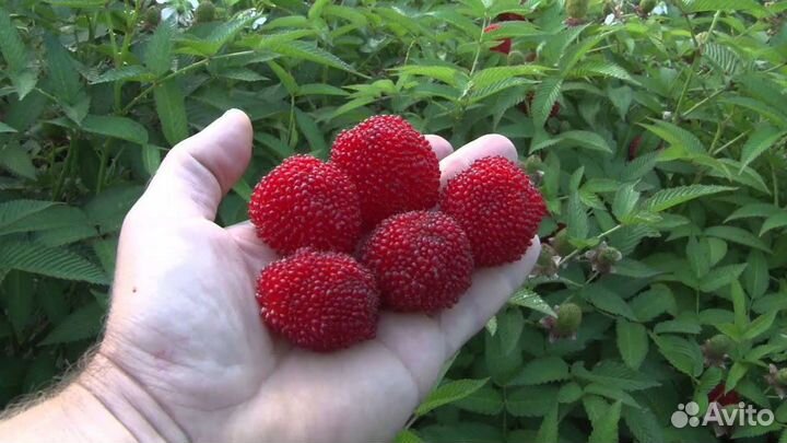 Саженцы Малина Тибецкая Мяо Мяо