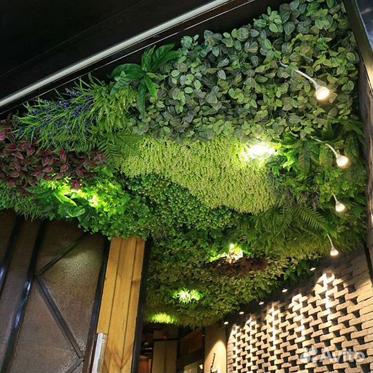 Фитокартины, фитостены, фитопотолки