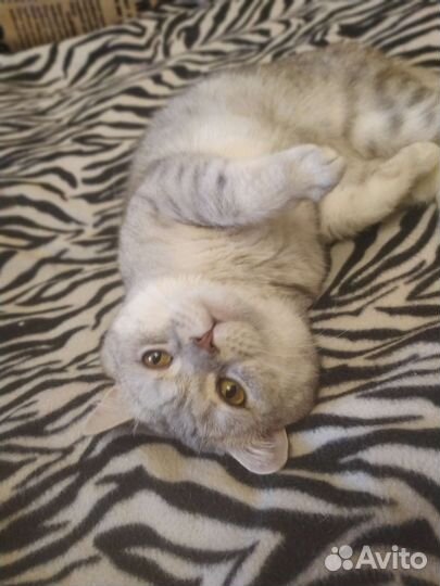 Вязка котов шотландских