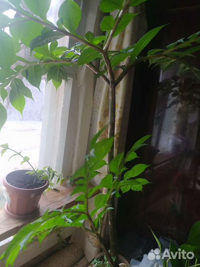 Аморфофаллус