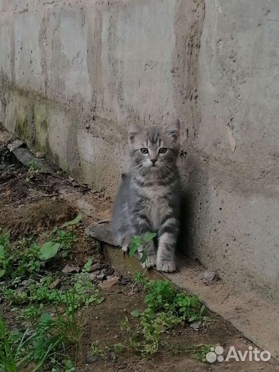 Котята в добрые руки бесплатно