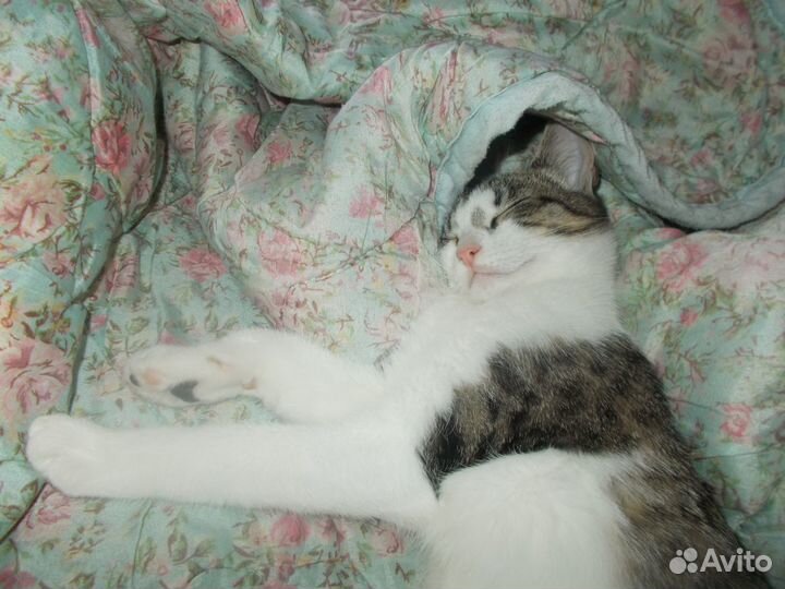 Очень ласковая малышка кошечка