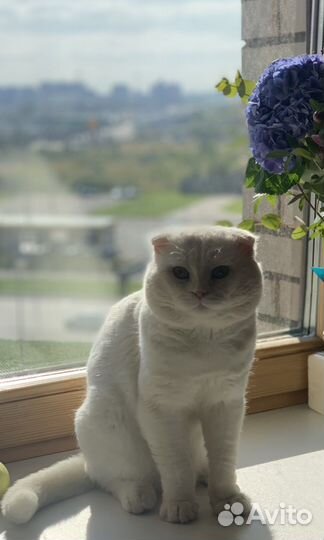 Кот шотландец вязка