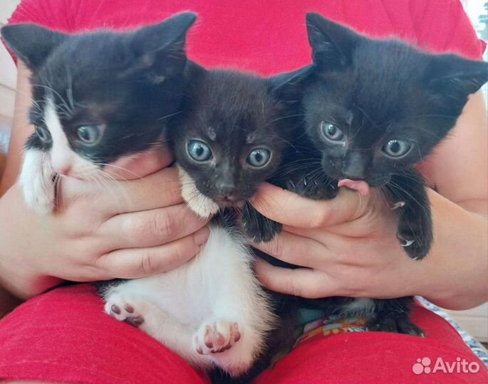 Отдам котят в добрые руки