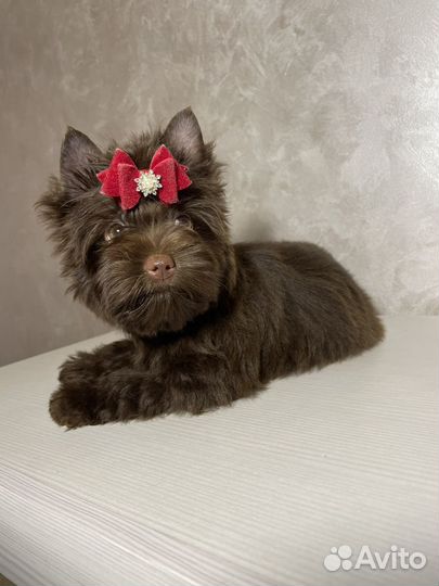 Шоколадный йорк девочка