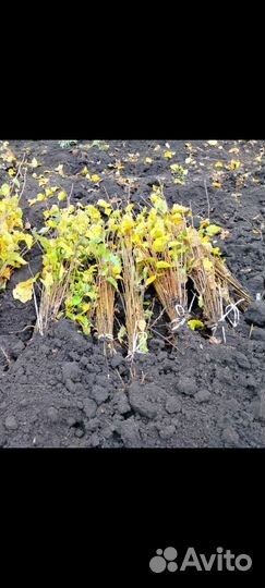 Сеянцы березы