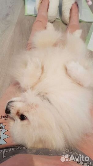 Догситтинг (Передержка) / выгул/ дневная няня