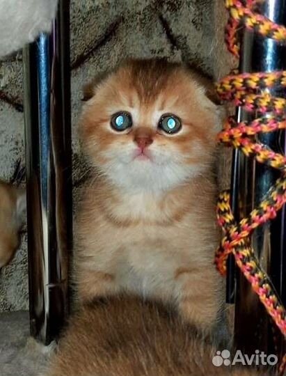 Золотая шиншилла вислоухие котята