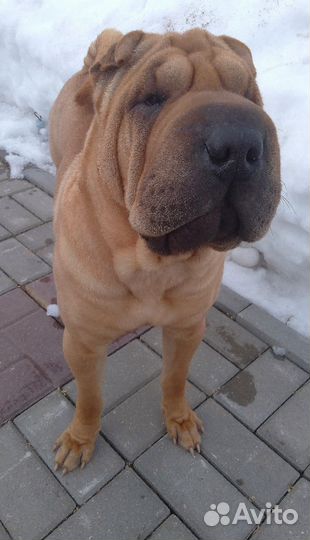 Щенки шарпея