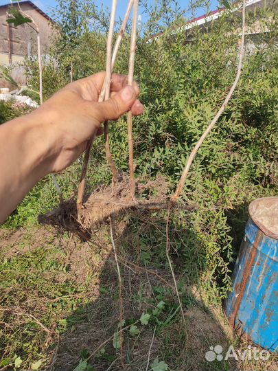 Крыжовник бесшипный Владил