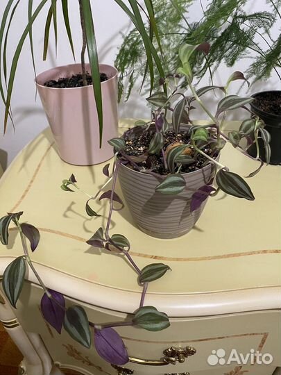 Комнатные цветы