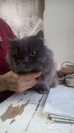 Британская кошка