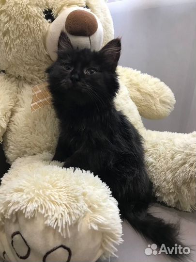Котенок бесплатно