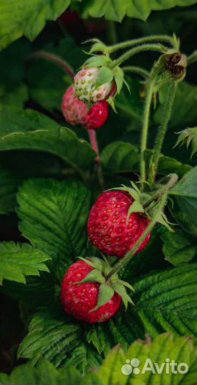 Вкусная Саженцы садовая клубника как лесная