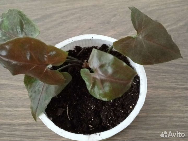 Сингониум Серый призрак, империал Вайт