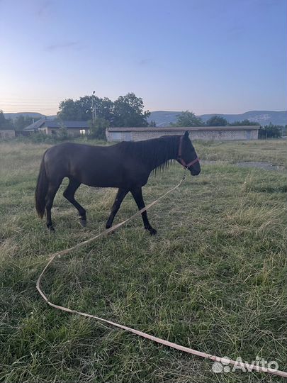 Лощадь - Жеребец карачаевской породы