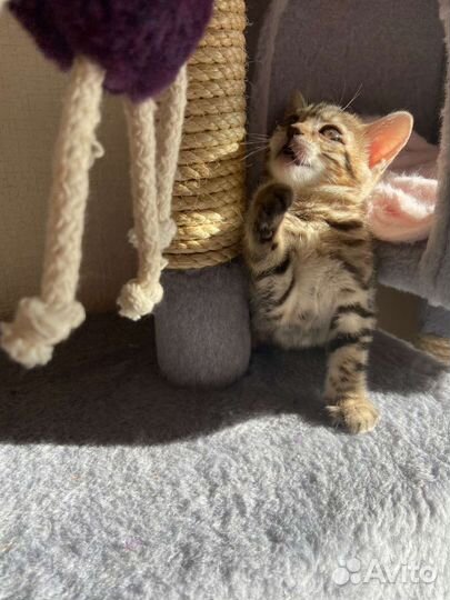 Передержка кошек и собак