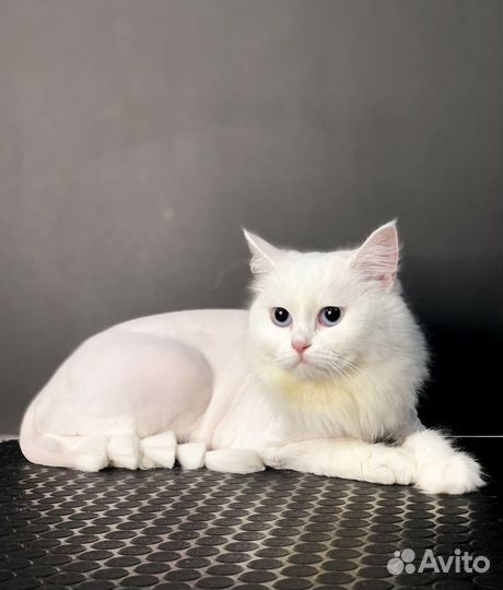 Груминг.Стрижка йорка,шпица,стрижка кошек,собак