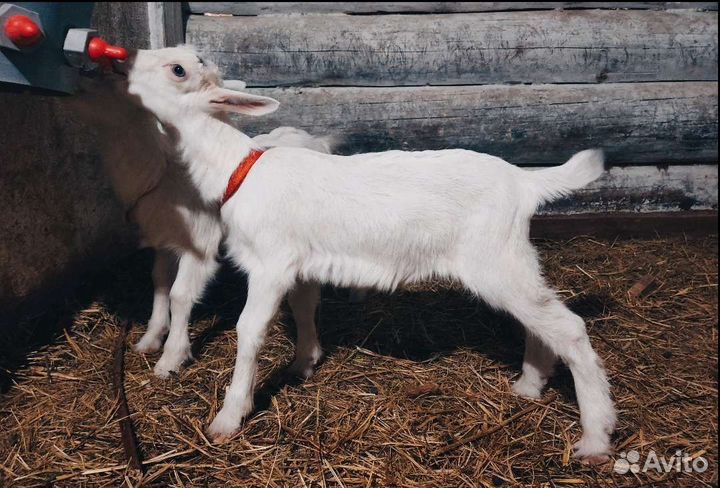 Чистопородные зааненские козочки