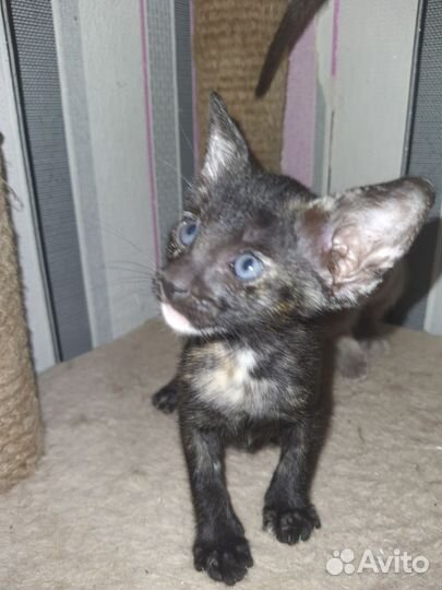 Ориентальные котята