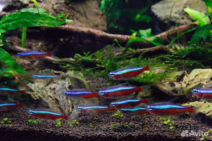 Неоны красные, голубые, черные