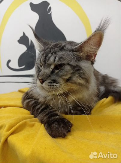 Котенок мэйнкун