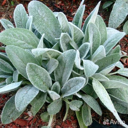 Растения для сада