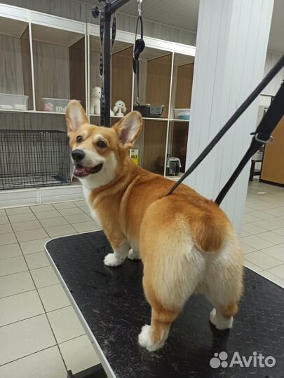 Груминг. Стрижка собак. Экспресс-линька. Вычес