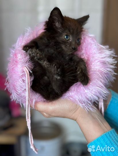 Маленький котёнок, ищет дом