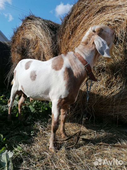 Чистопородный нубийский козёл, случка