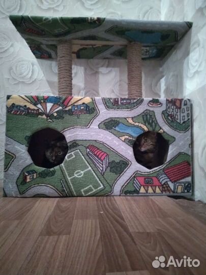 Передержка животных