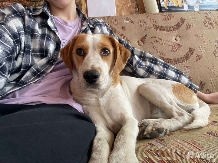 Собака в добрые руки