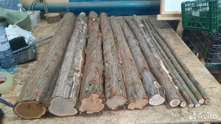 Можжевельник