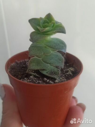 Суккуленты