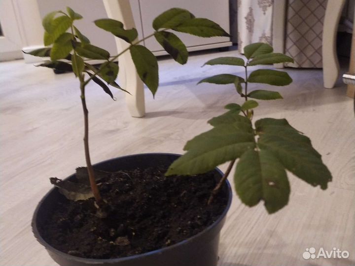 Маньчжурский орех